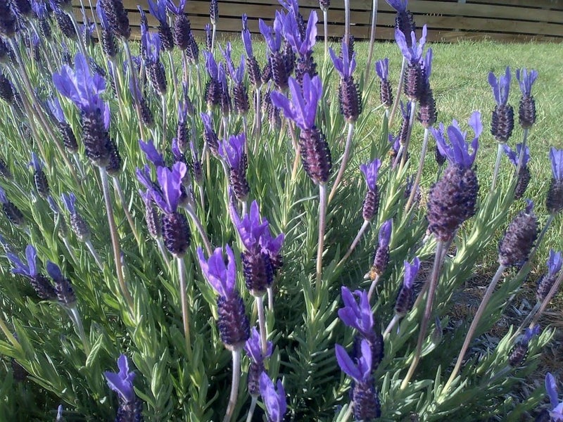 Lavender pukehou bold dark purple winged flowers Carousel 1