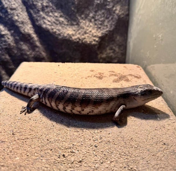 Blue Tongue Lizard Carousel 2
