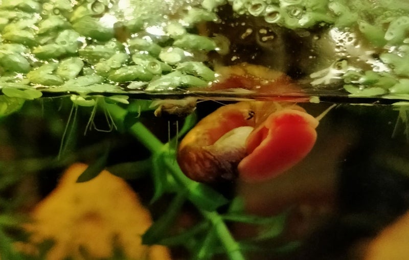 Ramshorn snails Carousel 1