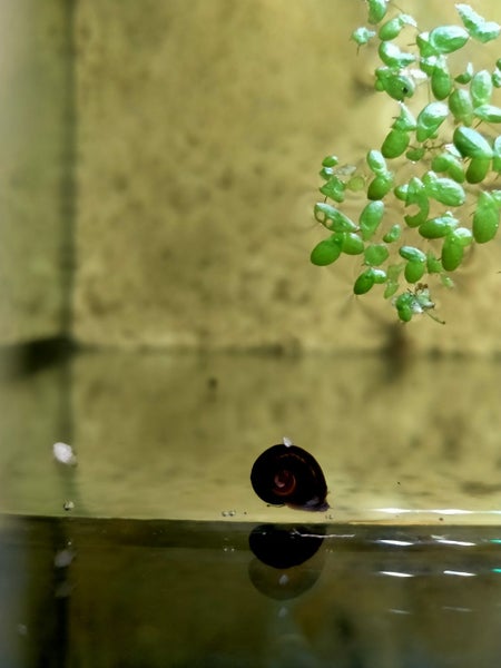 Ramshorn snails Carousel 2