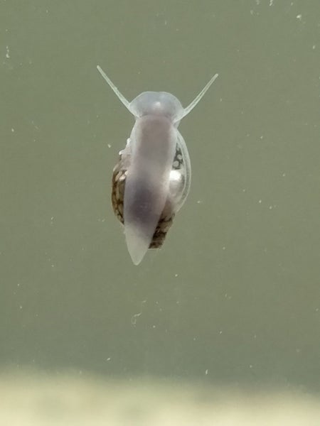 Bladder snails - Physa acuta Carousel 1