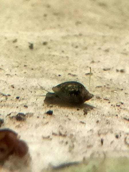 Bladder snails - Physa acuta Carousel 2