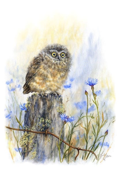 Morepork Owl Print - NZ Bird Wall Art Carousel 1