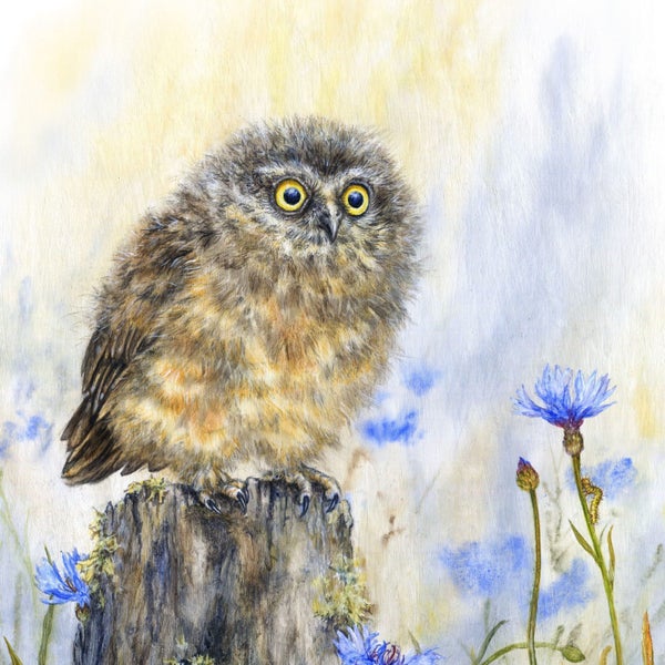 Morepork Owl Print - NZ Bird Wall Art Carousel 2