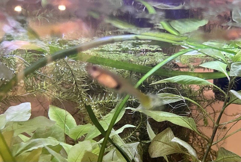 Baby Guppies - Tropical fish Carousel 1