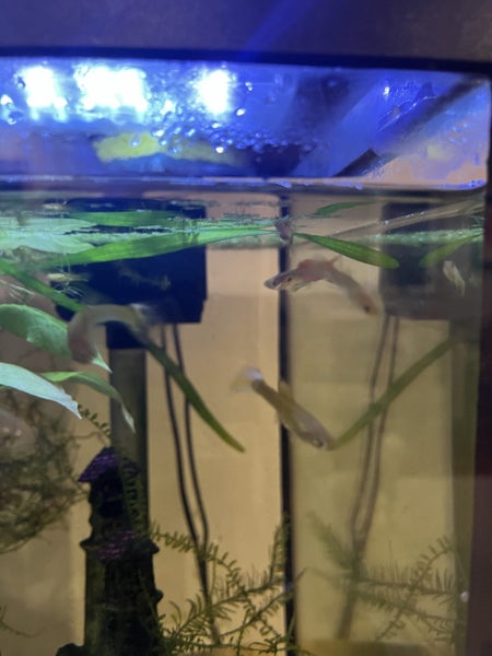Baby Guppies - Tropical fish Carousel 5