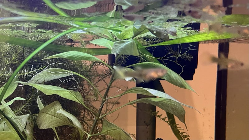 Baby Guppies - Tropical fish Carousel 2