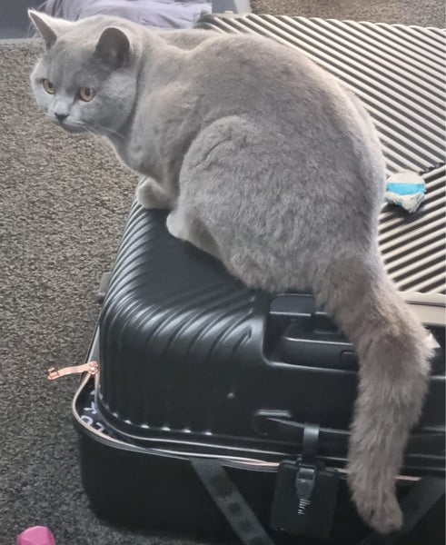 Missing British Blue Shorthair Cat Carousel 2