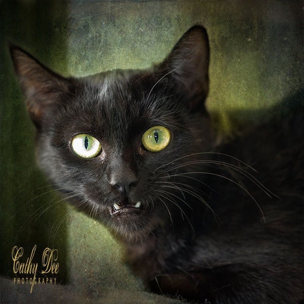 Freya 13 mths old - Cat Care Loburn Carousel 1