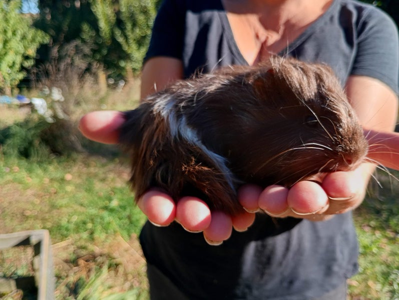 Long Haired Sheltie Guinea Pigs Carousel 3
