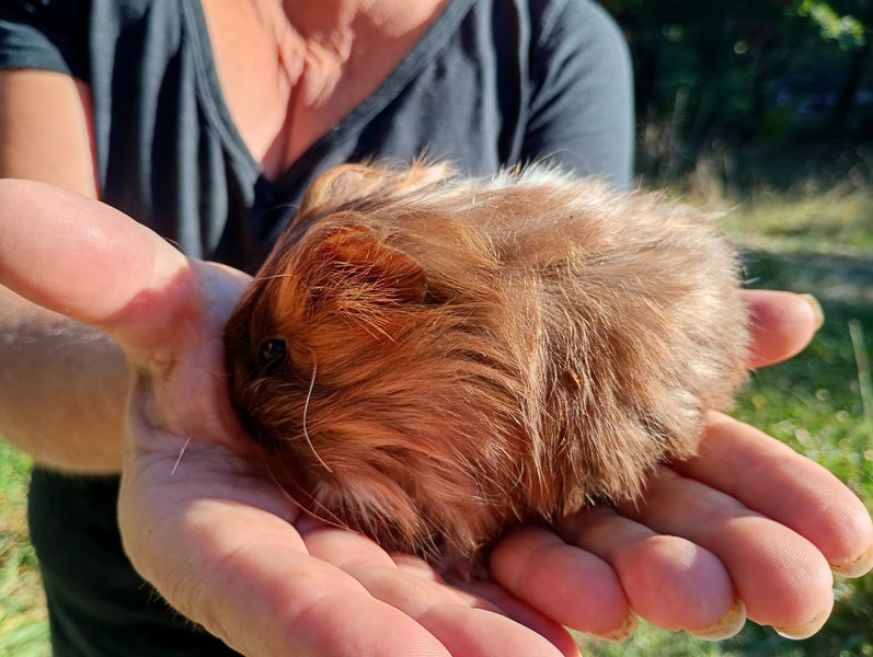 Long Haired Sheltie Guinea Pigs Carousel 1