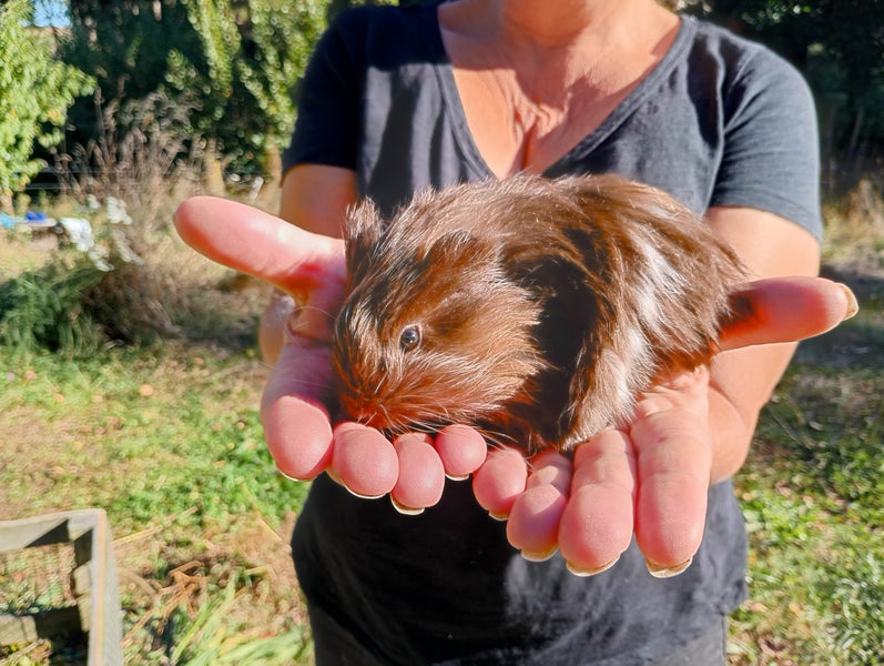 Long Haired Sheltie Guinea Pigs Carousel 2