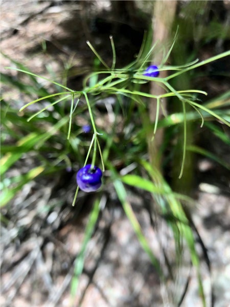 Dianella nigra - NZ Blueberry, Turutu (PB3) - NZ Native Carousel 1