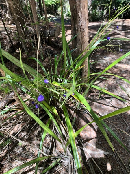 Dianella nigra - NZ Blueberry, Turutu (PB3) - NZ Native Carousel 2