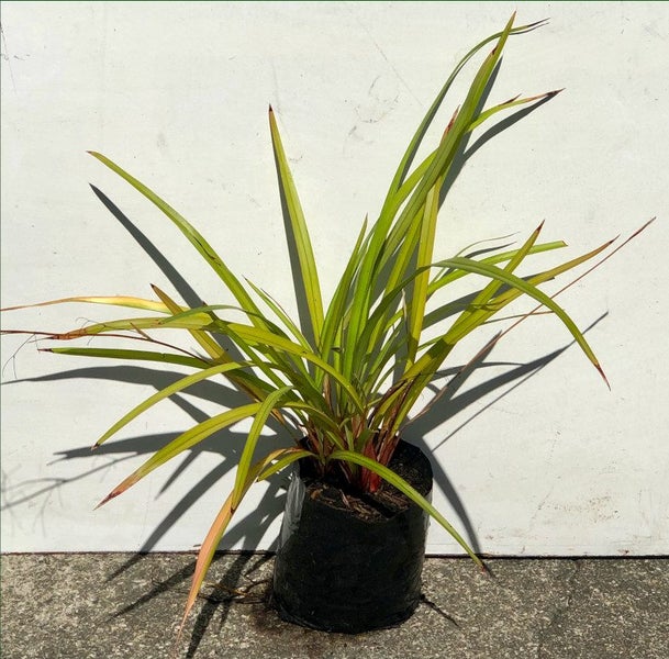 Dianella nigra - NZ Blueberry, Turutu (PB3) - NZ Native Carousel 3