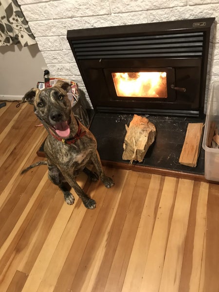 Huey - Staffy X Carousel 1