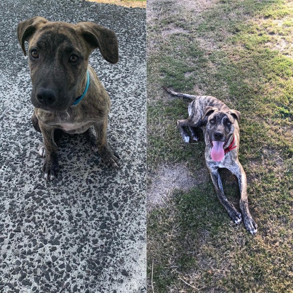Huey - Staffy X Carousel 6
