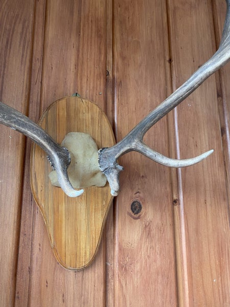 Deer Antlers Carousel 2