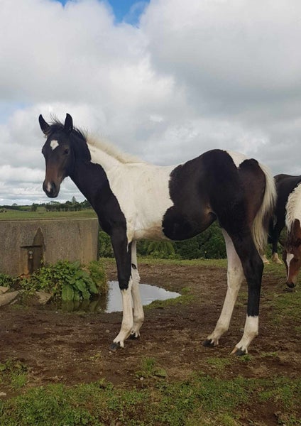 MOUNTSYDE SPORTHORSES62863239758082111