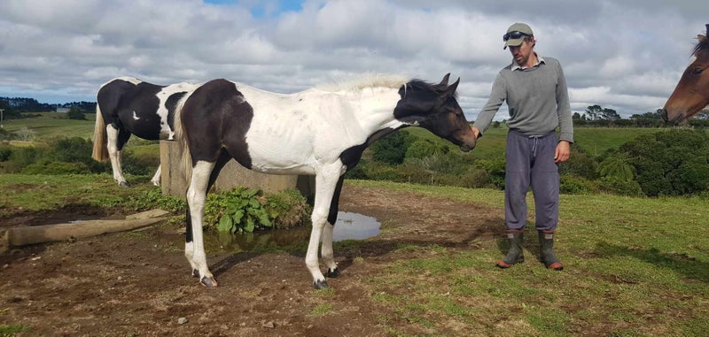MOUNTSYDE SPORTHORSES62863239758082112