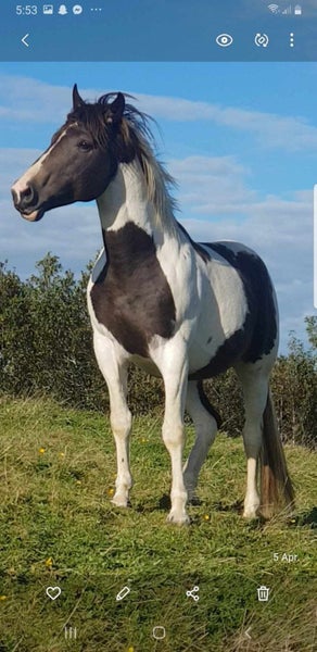 MOUNTSYDE SPORTHORSES62863239758082113