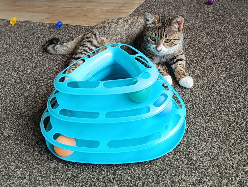 CAT RESCUE CHCH - Ready For Adoption Gabby Carousel 1