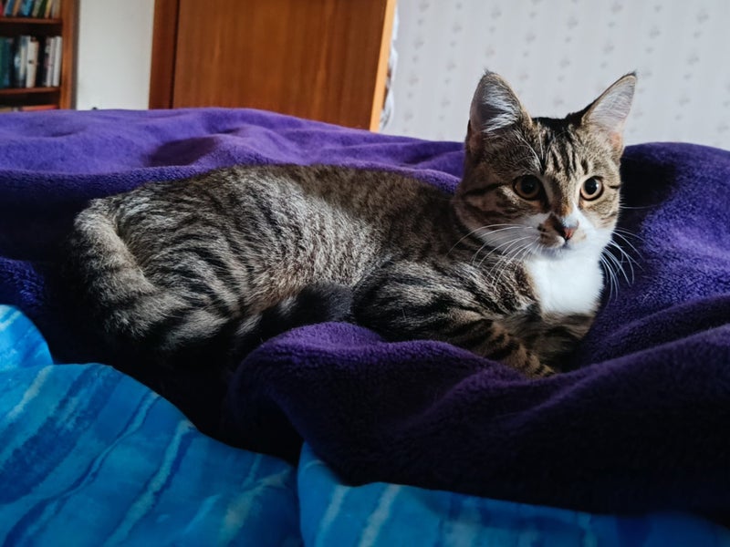 CAT RESCUE CHCH - Ready For Adoption Gabby Carousel 2