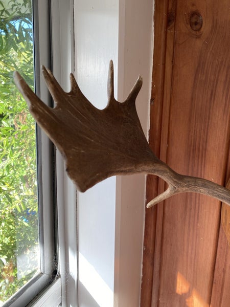 Deer Antlers Carousel 9