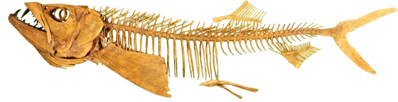 Enchodus Fossil Tooth (Prehistoric Predatory Fish) Carousel 13