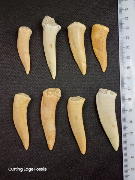 Enchodus Fossil Tooth (Prehistoric Predatory Fish) Carousel 1
