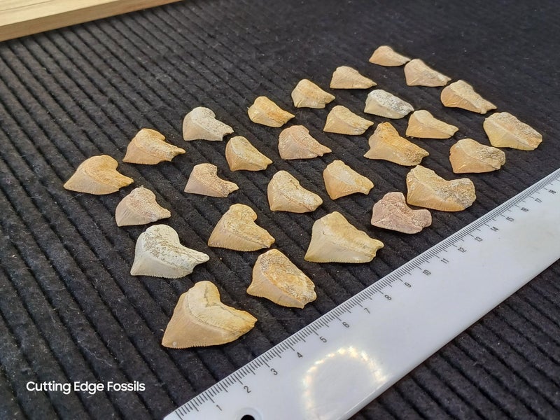 Crow Shark Fossil Tooth Carousel 7