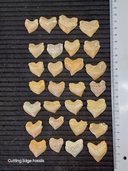 Crow Shark Fossil Tooth Carousel 1