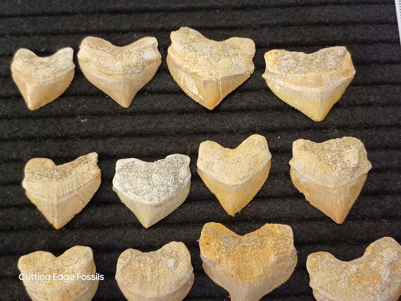 Crow Shark Fossil Tooth Carousel 2