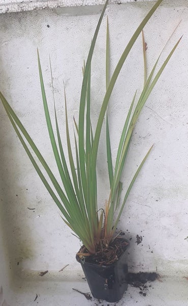 Libertia Big Pod NZ Iris or Mikoiko bright orange autumn Carousel 2