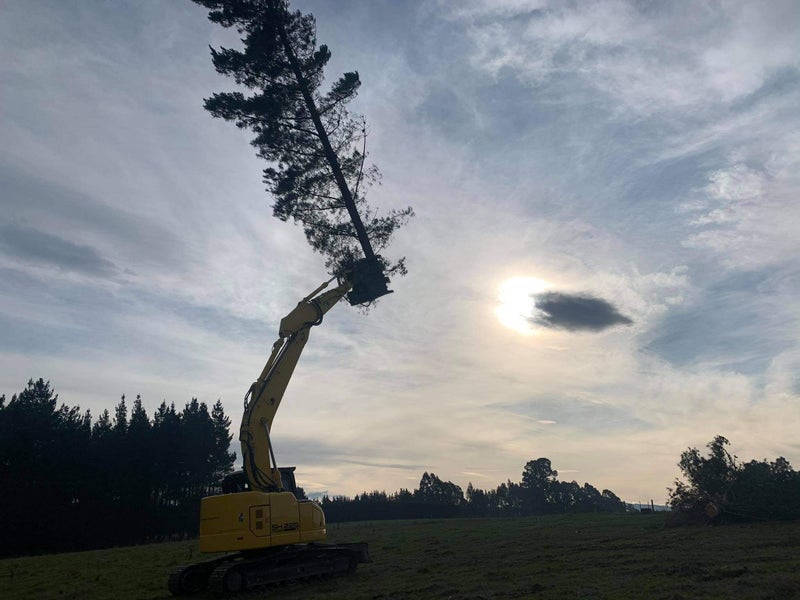 Tree Topping.co.nz Carousel 2