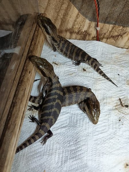 Blue Tongue Skink babies Carousel 2
