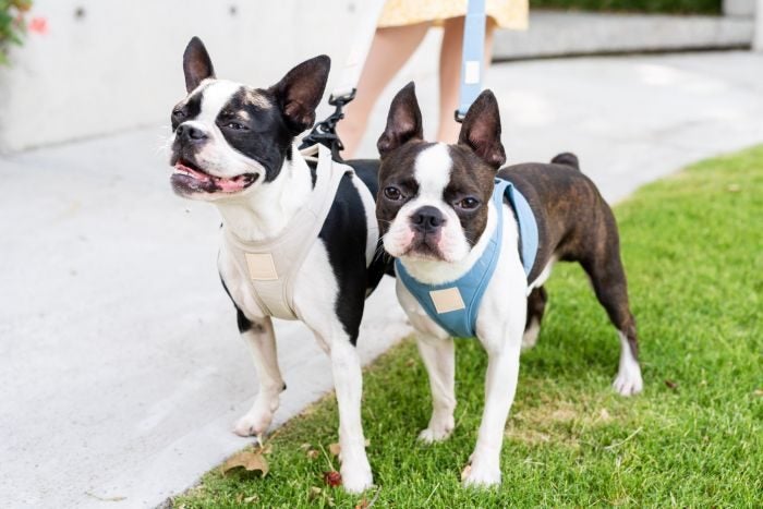 FUZZYARD LIFE CORDUROY STEP IN HARNESS - FRENCH BLUE - MEDIUM! Carousel 1