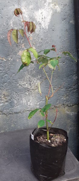 Rose Carpet rose scarlet double Carousel 2