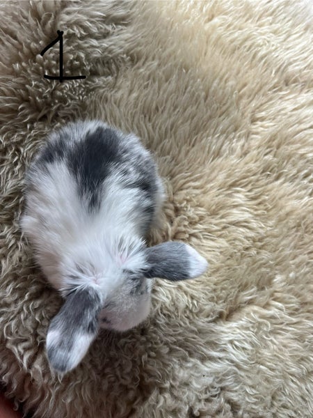 Pure bred mini lop bunnies. Carousel 1