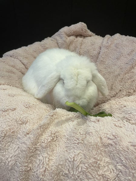 Pure bred mini lop bunnies. Carousel 19