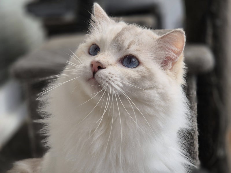 Purebred Ragdoll Queen Entire Tortie Cream Lilac Mitted Carousel 2