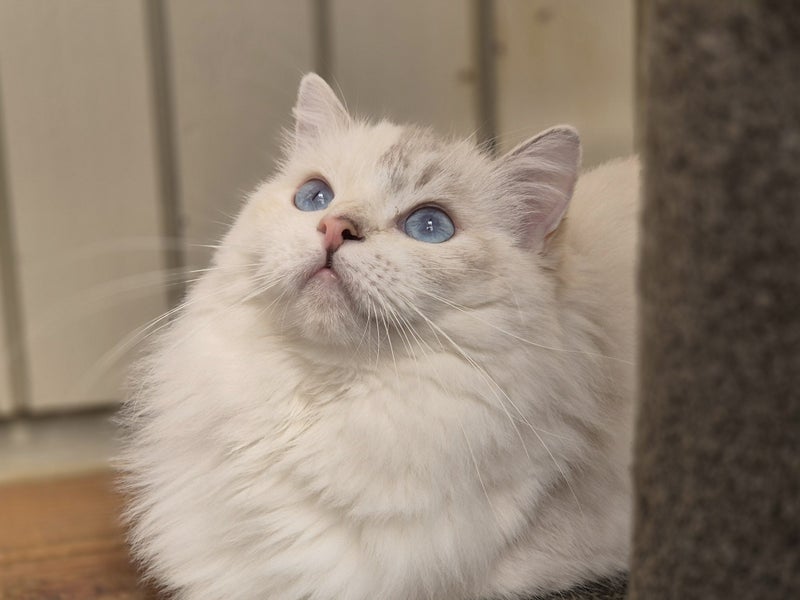 Purebred Ragdoll Queen Entire Tortie Cream Lilac Mitted Carousel 9
