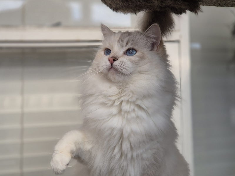 Purebred Ragdoll Queen Entire Tortie Cream Lilac Mitted Carousel 1
