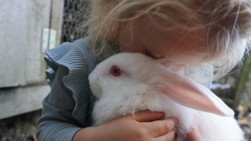 flemish giant rabbits Carousel 2
