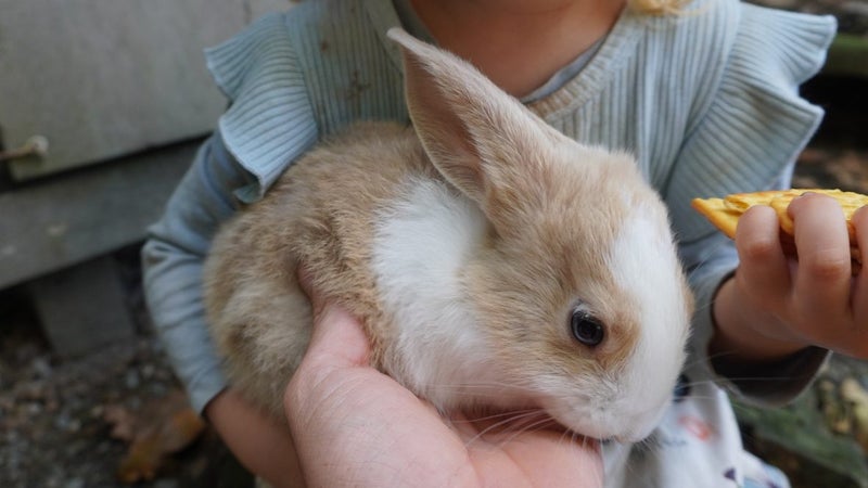 flemish giant rabbits Carousel 3