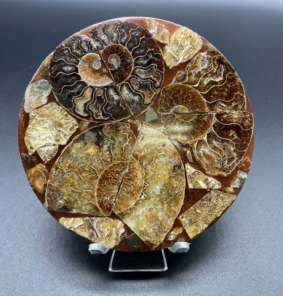 Beautiful Disc of Madagascan Ammonite Assemblage 160g Carousel 1