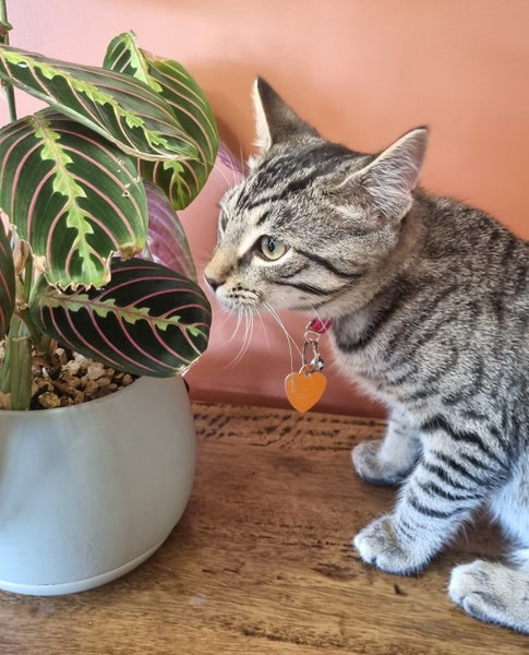 CAT RESCUE CHCH - Ready For Adoption Billy Carousel 1