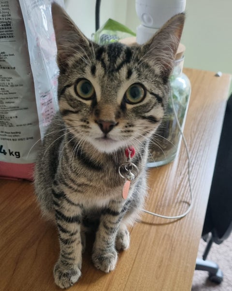 CAT RESCUE CHCH - Ready For Adoption Billy Carousel 2