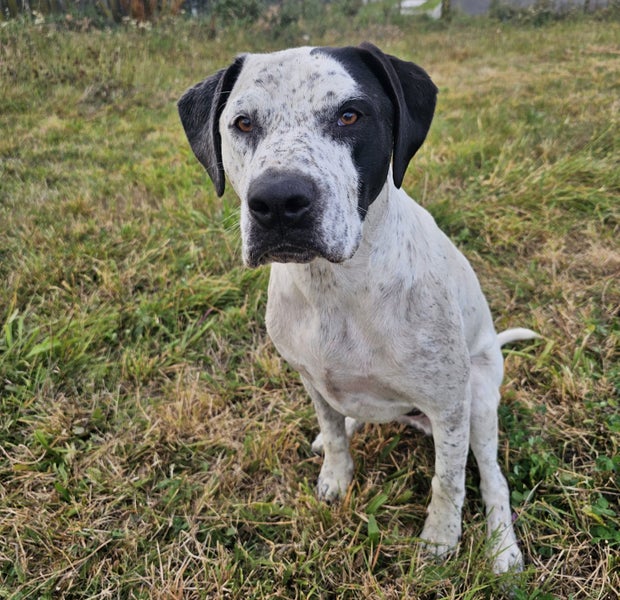 GSP X American Staffy Carousel 3