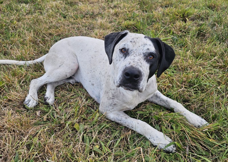 GSP X American Staffy Carousel 1